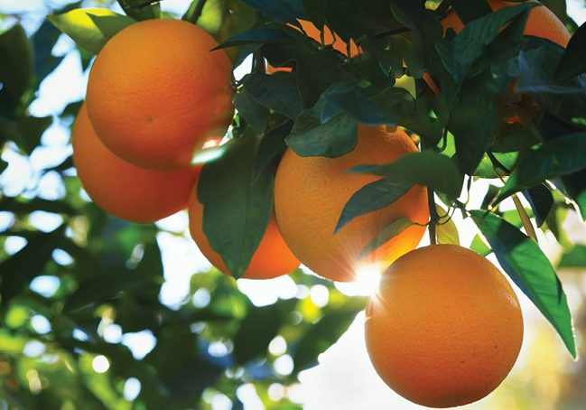 A bunch of flavorful oranges hanging from a tree.